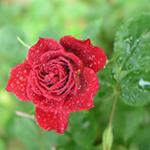 Rose Flores